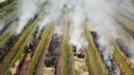 Top-view-smoke-emission-from-open-fire-in--rice-field-at-Malaysia..